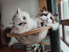 -贝来恩24H动物医院·转诊中心(稻香路店)