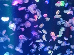 -海合安成都极地海洋公园