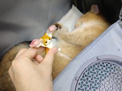 -纳吉亚猫专科动物诊疗中心(蒋宅口分院)