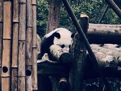 -都江堰中华大熊猫苑