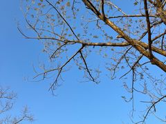 -贡湖湾湿地公园