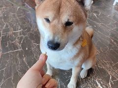 -宠爱国际动物医院·疑难骨科·心肾内科·皮肤科(太阳宫店)