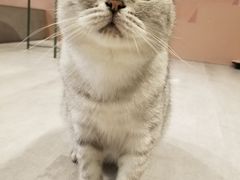 -猫儿山۰猫主题餐厅