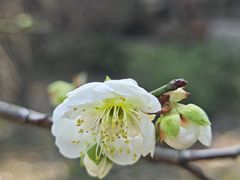 -无锡梅园公园