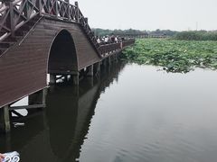 -荷塘月色湿地公园·向阳花洲