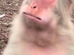 -元熹会席料理