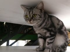 -李小姐の猫咖啡馆(五角场店)