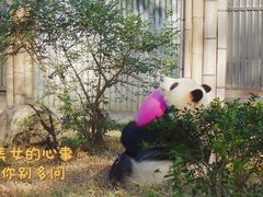 -广州动物园