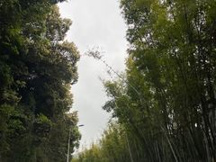 -广州市帽峰山景区