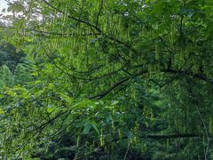 -东天目山风景区