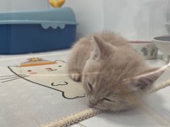 -1013 PET SHOP精品宠物商店(丁香店)