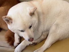 -柴の食堂·日式家庭料理·熊之肆(大学路店)