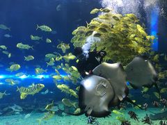 -华夏文旅海洋公园