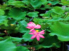 -荷塘月色湿地公园·向阳花洲