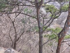 -北京鹫峰国家森林公园