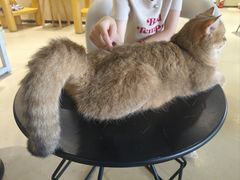 -藏猫猫咖啡主题馆(中央大道店)