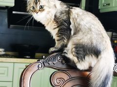 -瑞派·关忠动物医院·异宠专科·犬猫肿瘤·皮肤专科(望京店)