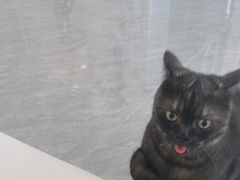 -爱洗澡的猫(望京店)