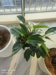 -HEYAN荷妍专业脱毛连锁机构
