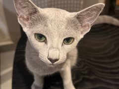 -琪喵猫屋·撸猫猫咖·猫舍