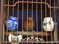 -万商花鸟市场