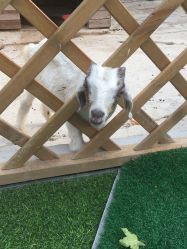 -萌宠亲子动物乐园(槐房万达店)