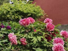 -北京市劳动人民文化宫