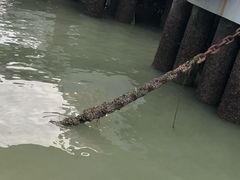 -鼓浪屿内厝澳码头(轮渡站)
