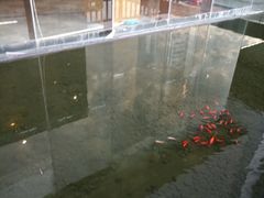 -证大喜玛拉雅中心