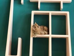 -飞行喵MR PILOT|猫舍·猫咖(静安大融城店)