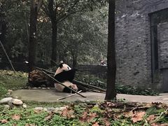 -都江堰中华大熊猫苑