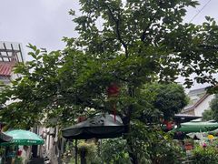 -阿巧茶庄