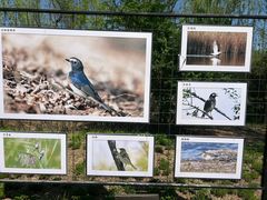 -野鸭湖国家湿地公园