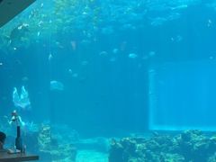 -海棠湾洲际-涛·海底餐厅·美人鱼·自助餐·海底隧道