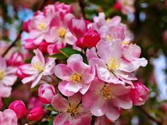 -海棠花溪(元大都城垣遗址公园)