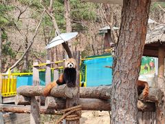 -大连森林动物园