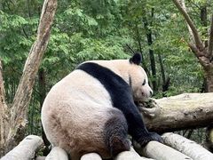 -都江堰中华大熊猫苑
