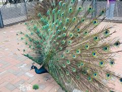 -长白岛森林公园