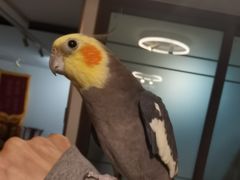 -御筋堂正骨推拿(星源国际店)