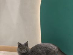 -飞行喵MR PILOT|猫舍·猫咖(静安大融城店)