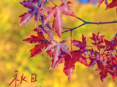 -五角枫生态旅游景区