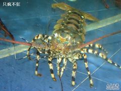 龙虾2-绿色时代大酒店