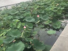 -后海公园