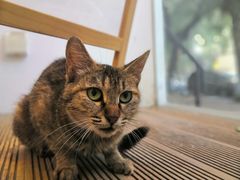 -团子君寿司·茶