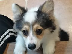 -柯斗斗主题餐厅·狗咖·围炉煮茶·茶饮(国瑞升平里店)