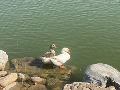 -天津东丽湖风景区