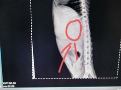 -A猫a狗全科·犬猫异宠·芥西宠物医院(南开总院)