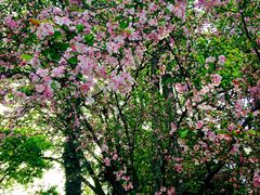 -南岳衡山风景名胜区-南岳大庙
