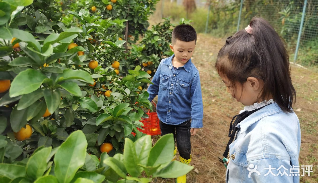重庆荣昌盘龙镇盘周路路边上的一处果园