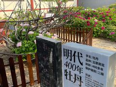 -曹州百花园